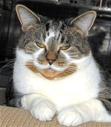 There are many debates as whether a cat can be truly happy kept inside. 933 Best what makes you happy cat edition images | What ...