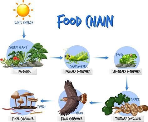 Food Chain Diagram Concept 2764499 Vector Art At Vecteezy