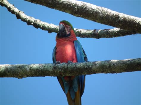 Ornitologia E Birdwatching Ong Mae Araras H Bridas Aparecem Soltas Em Mau Da Serra Pr Ximo