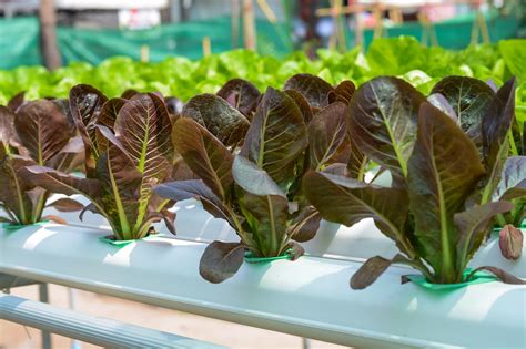 The food is in the water. Aquaponics VS Hydroponics: Which One Is Better? (Jan. 2021)