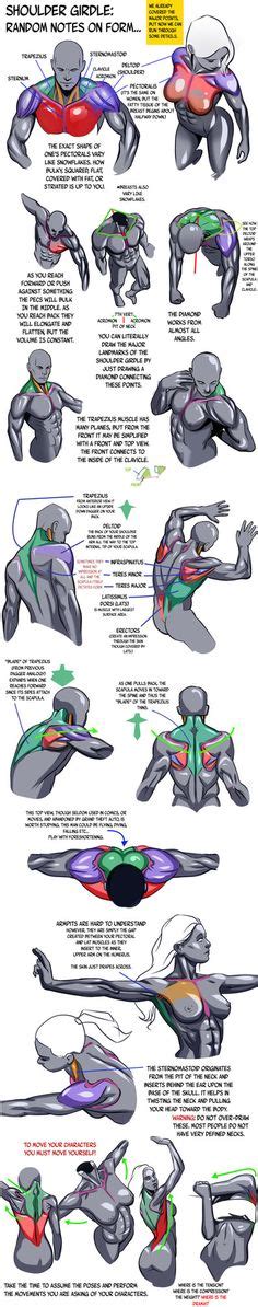 The upper one has the shape of a kite (it supports the neck from the back), and the lower one here's a quick diagram of leg muscles for your reference. muscles line of pull | How to Draw Muscles, Step by Step, Anatomy, People, FREE Online ...