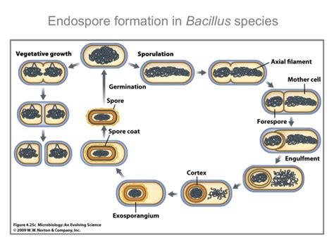 7 Sporulation