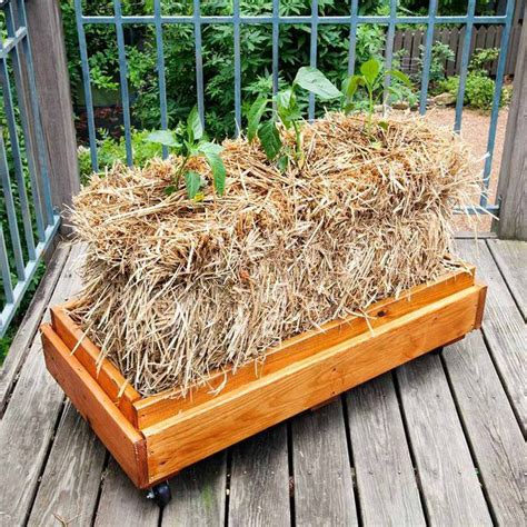 Diy Straw Bale Gardening Thuem Garden Plant