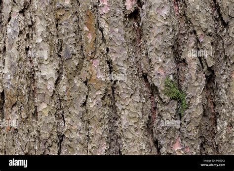 Tree Bark Nature Textured Wood Stock Photo Alamy