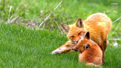 Foxes Foxes Wallpaper 38702047 Fanpop