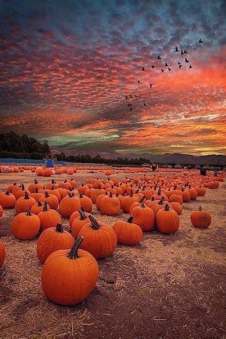 Beautiful Sunset At Pumpkin Patch Pumpkin Field Pumpkin Patch Pumpkin