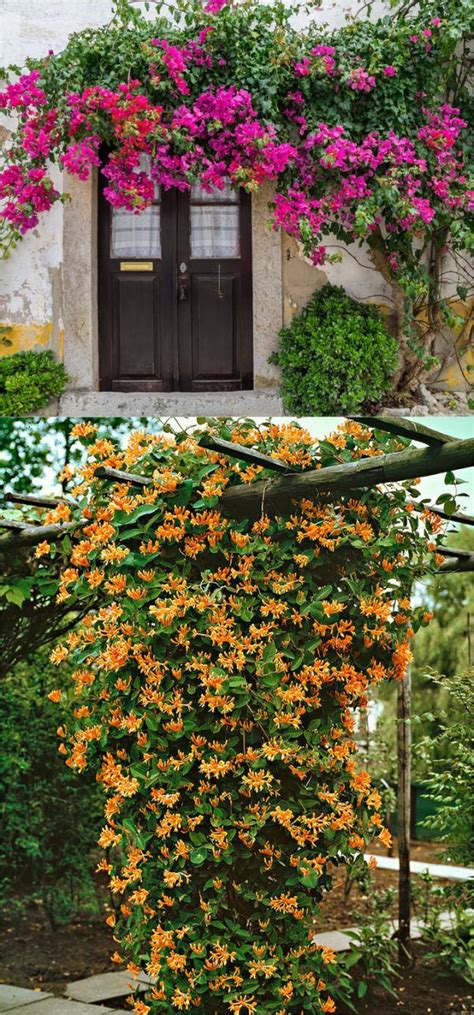 Perennial flowering vines are functional as well as beautiful. 20+ Favorite Flowering Vines and Climbing Plants ...