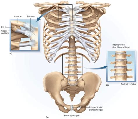 Types And Classification Of Body Joints Cartilaginous And Synovial Joint