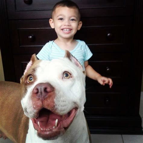 18 Pit Bulls Who Really Really Love Their Human Babies The Dodo