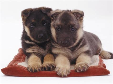 Check spelling or type a new query. 'Two German Shepherd Dog Alsatian Pups, 5 Weeks Old, Lying on a Pillow' Photographic Print ...