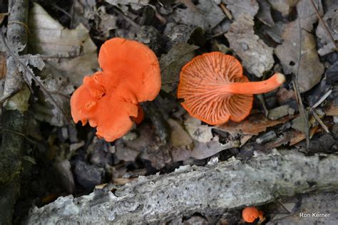 Cantharellus Cinnabarinus At Indiana Mushrooms
