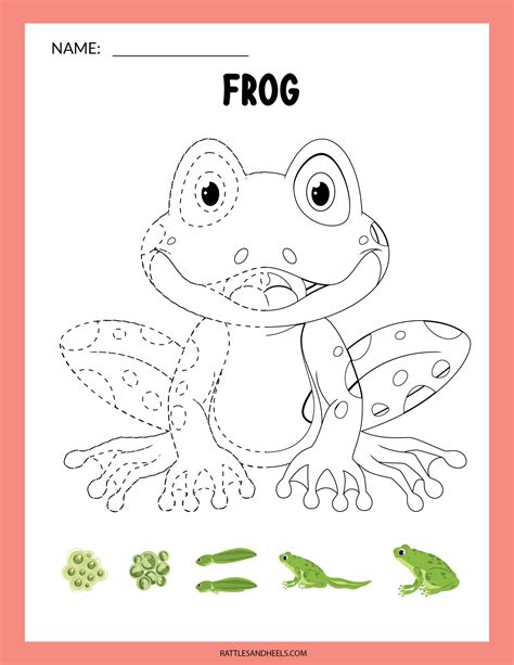 Amphibians Worksheets For Kids Free Printables Adanna Dill