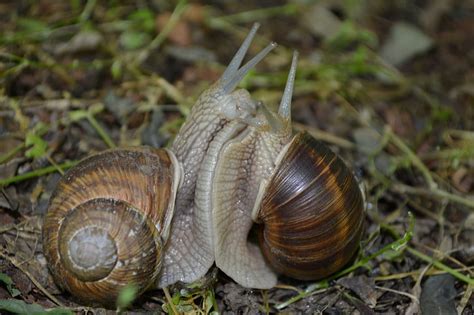 Royalty Free Photo Two Brown Snails On Green Grass Pickpik
