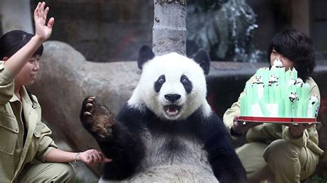 Surprised Panda Bear Twistedsifter