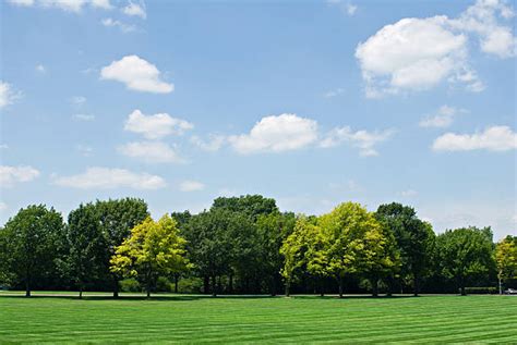 Simple Tree Line Stock Photos Pictures And Royalty Free Images Istock