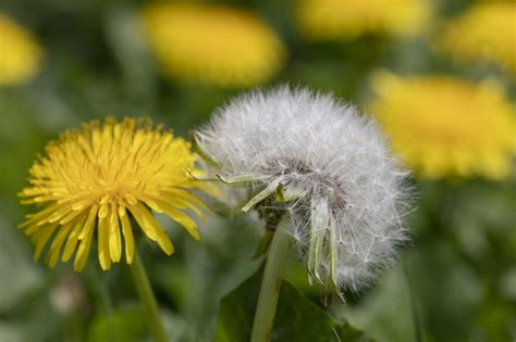 Everything You Ever Wanted To Know About Dandelions Dandelion