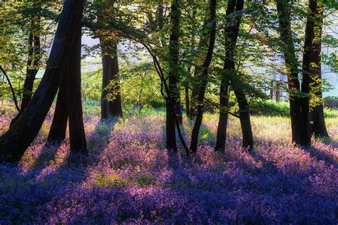 Beautiful Majestic Spring Bluebells Forest Sunrise In English Co