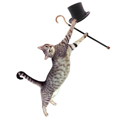 Image Result For Cat Tap Dancing Cute Cats Dancing Cat  Dancing Cat