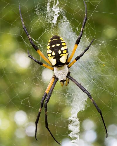 Garden spiders come in all shapes and sizes, and when questions about garden spider identification arise, most people at least subconsciously think of the family araneidae, the orb weaving spiders. Yellow Garden Spider - Piscataway MD | Seven-legged ...