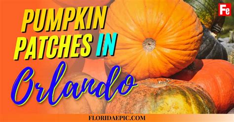 Best Pumpkin Patches In Orlando Florida Epic