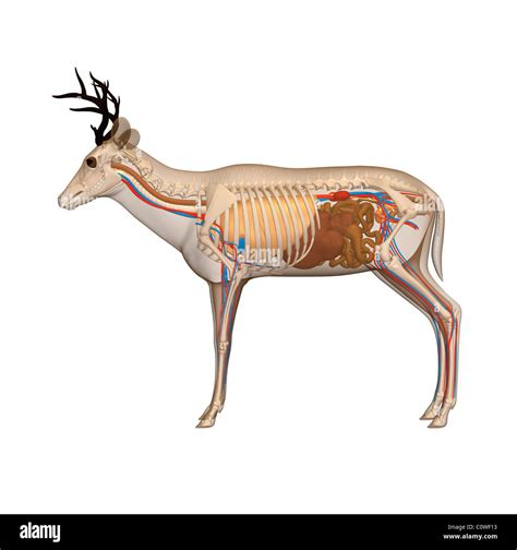 Detailed Deer Anatomy