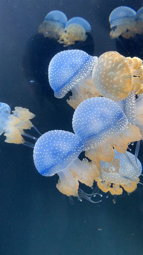 Australian Spotted Jellyfish At Shedd Aquarium Rjellyfish