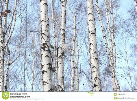 Beautiful Landscape With White Birches Stock Photo Image Of Forest