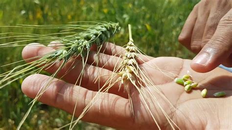 Wheat Growth Stages Seeds Of Wheat Plant Life Cycle Of Wheat New