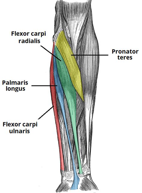 The muscle of the common extensor tendon that is nearest this side of the arm is the extensor carpi ulnaris, which attaches to the proximal end of the fifth metacarpal, or the palm bone beneath the pinky. Forearm Flexor Group | Salus Massage Therapy