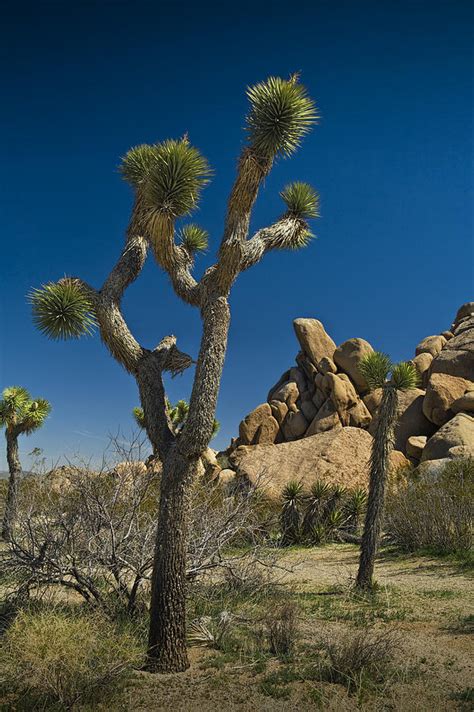 California Joshua Trees In Joshua Tree National Park By The Mojave