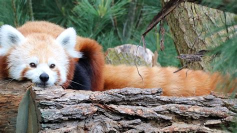 Red Panda Dead At Henry Doorly Zoo And Aquarium