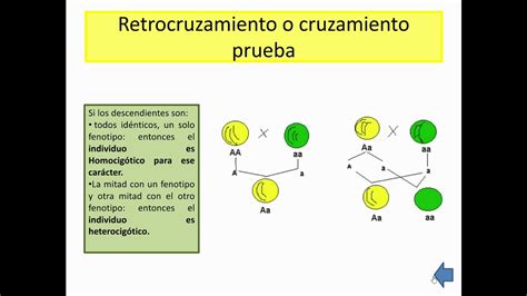 Cruzamiento Prueba Leyes De Mendel Youtube