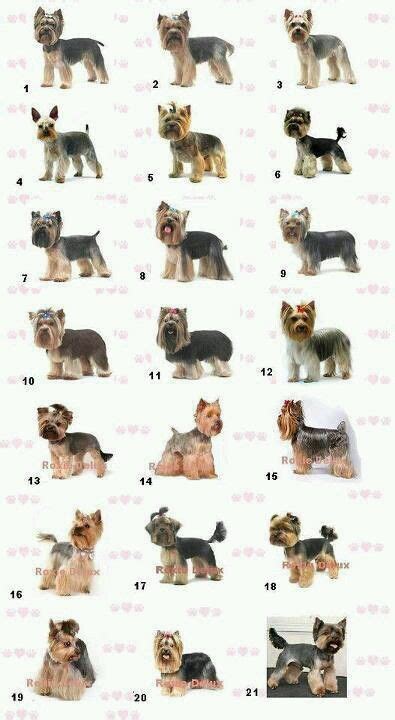Yorkie Haircut Guide 9 Looks Best For Nika Dog Grooming Styles Pet