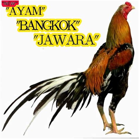 Ayam bangkok pakhoy merupakan ayam aduan yang modern. Warna Mata Ayam Bangkok Yang Bagus - Berbagai Mata