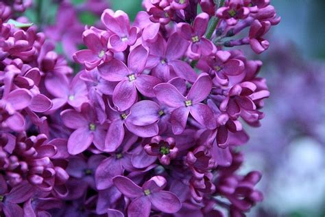 Deep Purple Lilacs Gardens Plants Shrubs And Flowers Pinterest