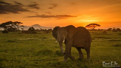 A Beautiful Elephant Walks Across The Savannah During Sunset Oc 2048