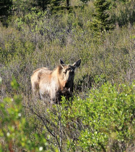 Moose At Denali National Park Stock Photo Image Of Close Alaska