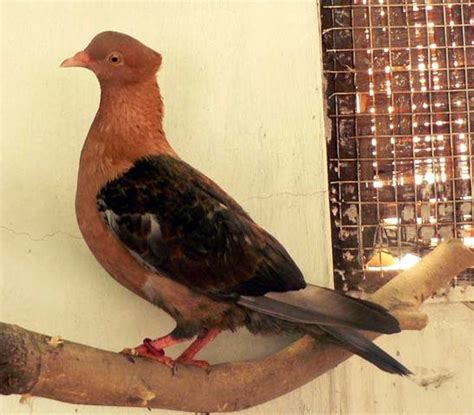 Rare Lahore Pigeons For Sale For Sale Adoption From Delhi