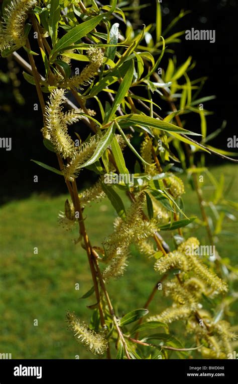 Weeping Willow Tree Catkins In Spring Stock Photo Royalty Free Image