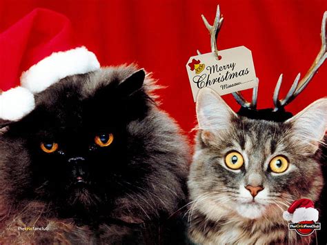 Merry Christmas Cats Funny Christmas Cats Animals Hd Wallpaper