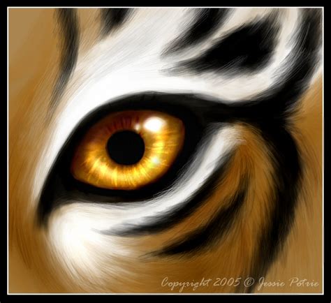 Image Of Tiger Eyes Clipart Tiger Eyes Clipart Clip Art Library