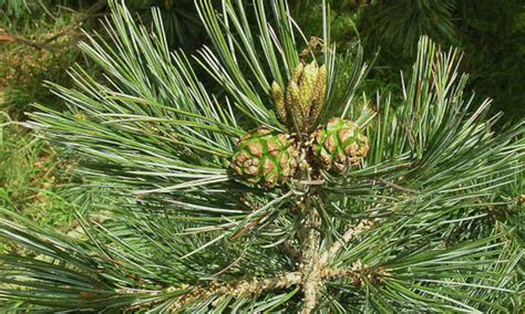Pinon Tree Tips Growing Pinyon Pines