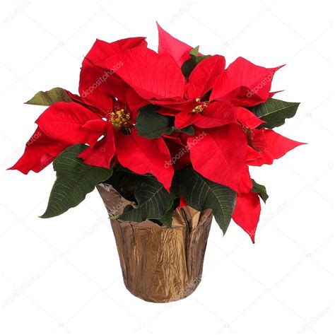 • de diciembre a agosto: Flor de poinsettia roja aislada en blanco. Flores de ...