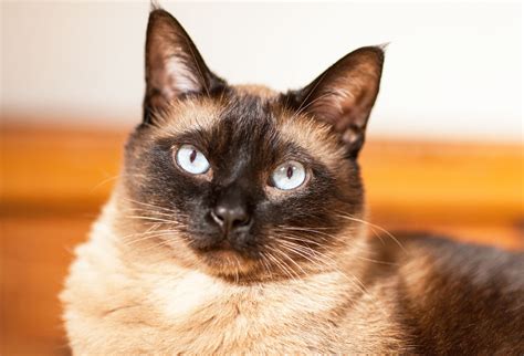 Discover Siamese Cats History And Temperament Modern Cat
