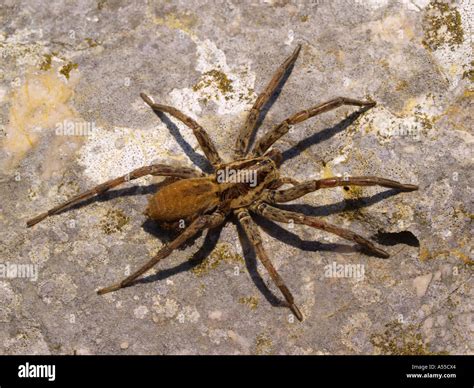 Lycosa Singoriensis High Resolution Stock Photography And Images Alamy