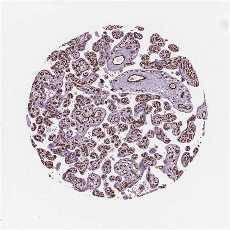 Tissue Expression Of Cd34 Staining In Placenta The Human Protein Atlas