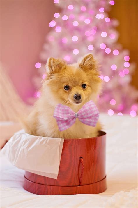 christmas, dog, puppy, gift, present, xmas, animal, cute ...