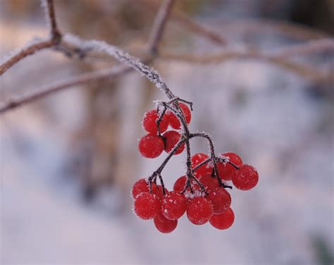 무료 이미지 나무 자연 분기 눈 감기 겨울 과일 말린 씨앗 꽃잎 서리 식품 봄 빨간 생기게 하다