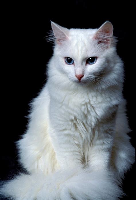 Turkish Angora Cat Breed Information Pictures