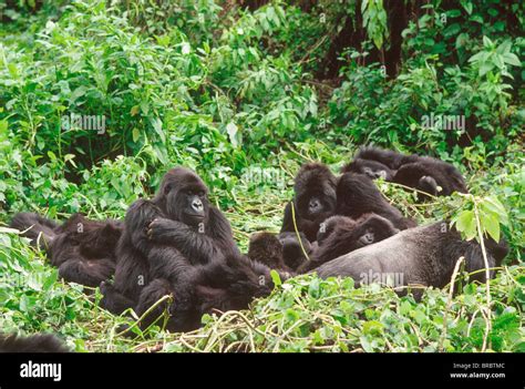 Silverback Gorillas High Resolution Stock Photography And Images Alamy